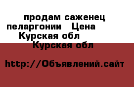 продам саженец пеларгонии › Цена ­ 300 - Курская обл.  »    . Курская обл.